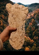 2019 North Carolina Bigfoot Print Cast Replica Limited Edition Footprint for... picture