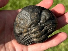 HUGE Pedinopariops Fossil Trilobite Morocco Devonian Age Bug picture