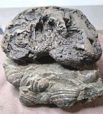 Fossil Bivalve  and other fossil 1.13 pds.total weight unknown location picture