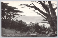 Monterey Cypress Pacific Grove CA Posted 1929 Vintage Postcard picture