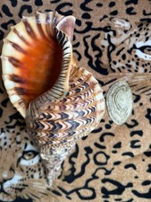37.1cm | Triton Charonia with Operculum Trumpet | Unique Scar | BIG size picture