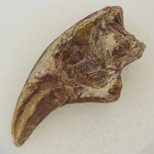 Dimetrodon 0.98