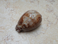 F Cypraea rosea mappa singularis 67mm F++++F+++ rare red sea shell  glossy picture