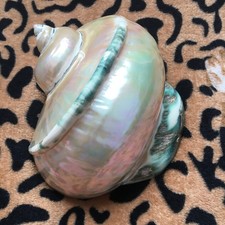 17.5cm | Turbo marmoratus | Polished | 854grams | Nice  Seashell picture
