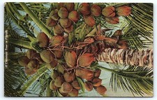 1958 Florida Coconut Tree Postcard, G.W. Romer photo. picture