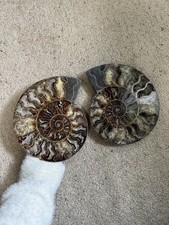 Pair of Ammonite Fossil Slices Fossils - Matching Split Halves picture