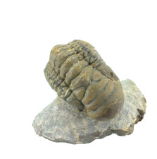 Fossil Trilobite Crotalocephalina gibbis  (EA9785) Devonian. Atchan. Morocco picture