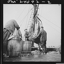 Photo:New York NY 1900s New England Fishermen Unloading Fish from Boat picture