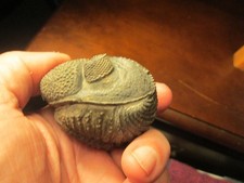 Beautiful large enrolled drotops trilobite picture