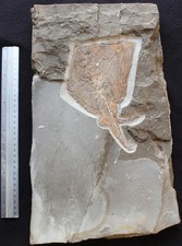 Pararaja expansa - Very Rare Male Stingray - Cretaceous Fossils Lebanon picture