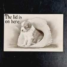 Antique 1909 W.F. Williams Postcard of Puppy In Hat The Lid Is On Here Posted picture