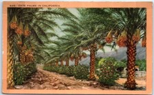 Date Palms California  P-102919 picture
