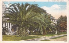 Date Palms, FLORIDA picture