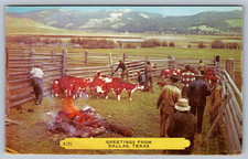 Postcard Greetings from Dallas Texas Cattle Branding picture