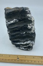 Natural Stegodon Tooth Genuine Fossil Java Indonesia S2 Collectible picture