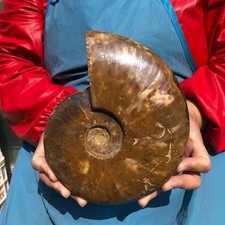 3.65LB Large Natural Beautiful Ammonite Fossil Conch Crystal Specimen Healing picture