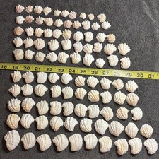 100 Sanibel Island Jewelry Box Sea Shells  Wide Variety Of Sizes Crafters picture
