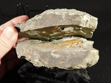 wOw Very Rare Hamatolenus Trilobite Fossil 100% Natural Morocco 1444gr picture