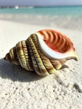 Vintage Ceramic Shell Wall Plaque Made in JAPAN 🐚 4 Inches by 7 Inches picture