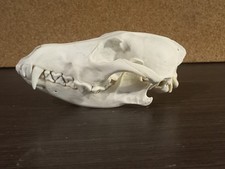 Real Large Red Fox or Jackal Skull Canis Vulpes Taxidermy Natural Bone Specimen picture