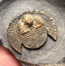 Declivolithus (Nankinolithus) titan Trilobite Fossil – Large Specimen picture