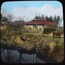 A CHINESE FARM YARD CHINA C1890 ANTIQUE Magic Lantern Slide PHOTOGRAPH picture