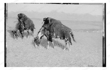 Bison Painting Standard Postcard COPY RPPC picture