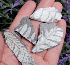 Fossilized Fern picture