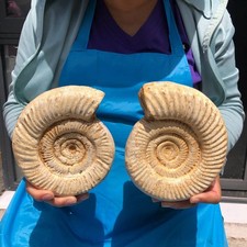 2pcs 5.8LB Natural White Ammonite Fossil Specimen Home Decor Healing Stone 6808 picture
