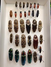 Worldwide Mix of 33 Elateridae Click Beetles Insect Collection Beetle Alaus picture