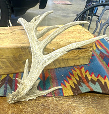 Deer Antler Shed Single Antler Horn Display Decor Piece - #1110 picture