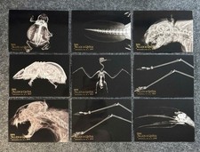 FRESH PULLS 2024 Topps Allen & Ginter Oregon Zoo X-Ray 9-Card Lot - MINTY AF picture