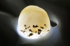 White Sheba - Cintamani - 22g - More rare than Saffordite Tektite #ska7 picture