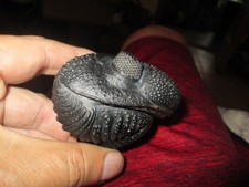 Beautiful enrolled drotops trilobite -large -pristine example picture