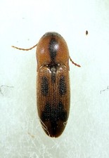  Click Beetle: Aeolus mellillus (Elateridae) USA picture