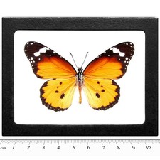 Danaus chrysippus queen orange black monarch mimic butterfly Africa FRAMED picture