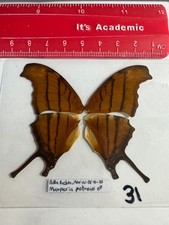 MX 31   A+/A   Marpesia petreus  GOING OUT OF BUSINESS  SALE picture