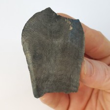 Teleoceras Fossil Tooth - Florida - Late Miocene picture