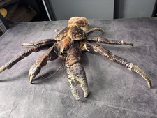 Rare Extra Large Size Birgus Latro Coconut crab taxidermy picture