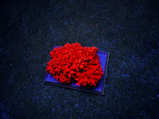 KB:  FANTASTIC SW FL. RED CALCITE XLS., CHIHUAHUA, MEXICO picture