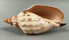 Festilyria casaana 141.5mm RARE Somalia Volute Seashell STUNNING COLOR picture