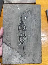 Large 100% Natural Keichousaurus Fossil Personally Prepped Fossil Keichousaurus picture