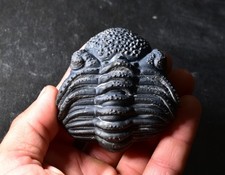 NICE BIG Drotops megalomanicus Trilobite 