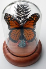 Danaus plexippus  Monarch Butterfly in a Dome picture