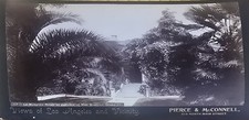 c1890 Pierce & McConnell Cabinet Card La Margner Roses LA picture