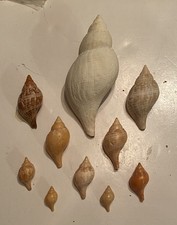 10 Beautiful True Tulip Shells From SW Florida W/ 4.6-Inch Fossilized Shell picture