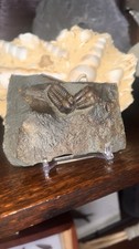 Czech Republic Trilobites Fossils picture