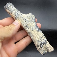 LARGE FOSSIL DEER ANTLER PIECE SOUTHWEST FLORIDA ICE AGE MAMMAL BONE picture