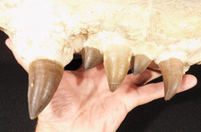 HUGE Mosasaurus JAW Bone Fossil with FIVE TOOTH Fossils Morocco 2424gr picture