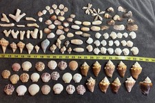 120 Mixed Lot Sanibel Island  Sea Shells picture